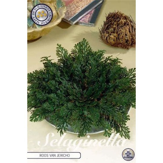 Falsk Jerikoros-Selaginella lepidophylla 'Roos Van Jericho' 1-pack