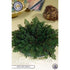 Falsk Jerikoros-Selaginella lepidophylla &