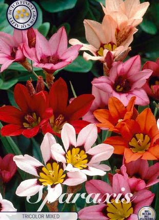 Sparaxis tricolor 'Tricolor Mixed' 20-pack