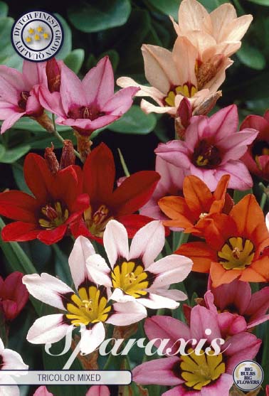 Sparaxis tricolor 'Tricolor Mixed' 20-pack