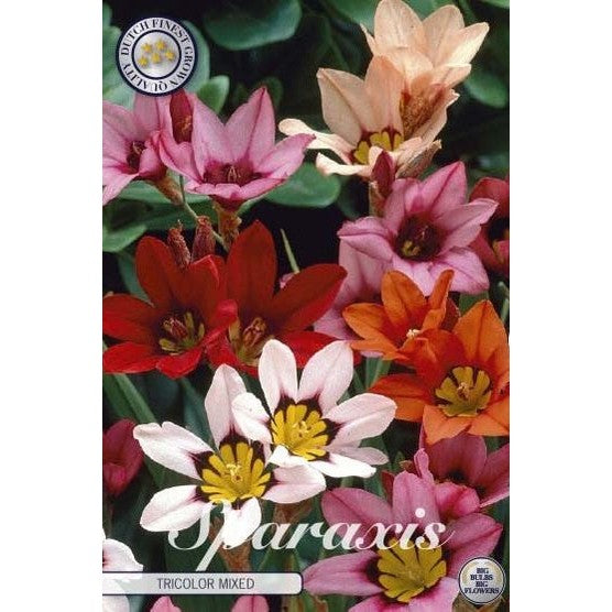 Sparaxis tricolor 'Tricolor Mixed' 20-pack