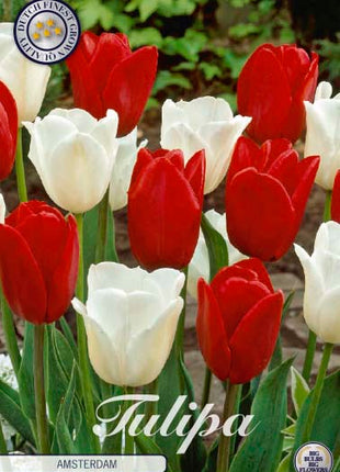Tulip Amsterdam 10 kpl