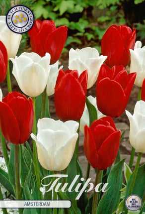 Tulip Amsterdam 10 kpl