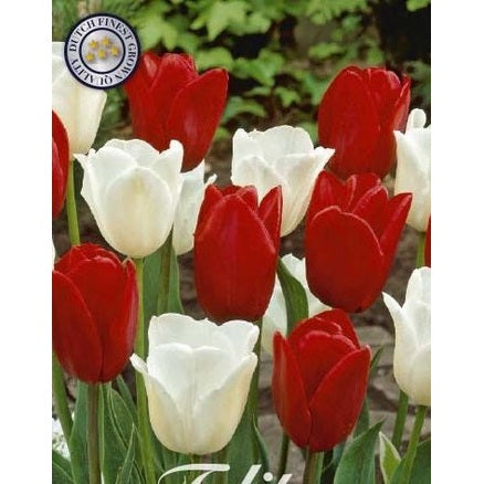 Tulpan Amsterdam 10-pack