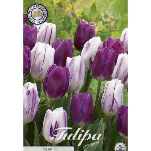 Tulpan Atlantic 10-pack