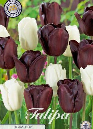 Tulip Black Jacky 10-pak
