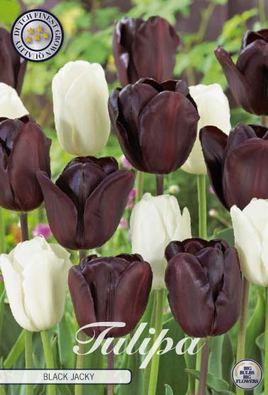 Tulip Black Jacky 10 kpl