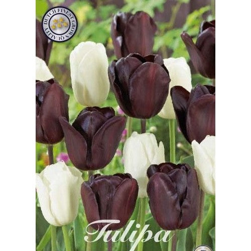 Tulpan Black Jacky 10-pack