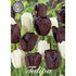 Tulpan Black Jacky 10-pack