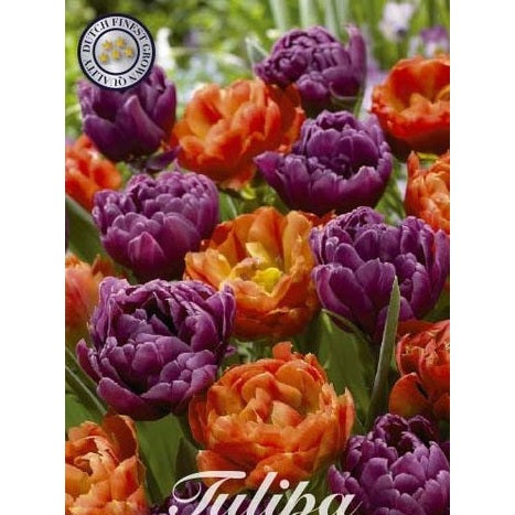 Tulpan Bravoure 10-pack