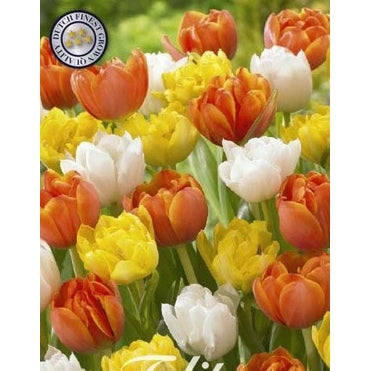 Tulpan Casanova 10-pack