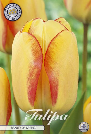 Tulip Beauty of Spring 10 kpl