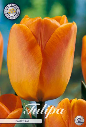Tulip Daydream 10-pak