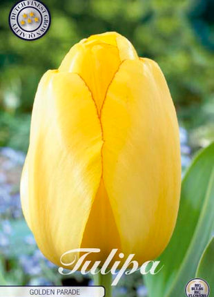 Tulip Golden Parade 10 kpl