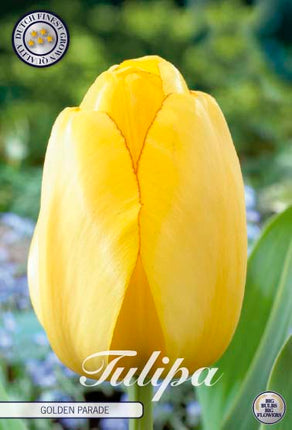 Tulip Golden Parade 10-pak