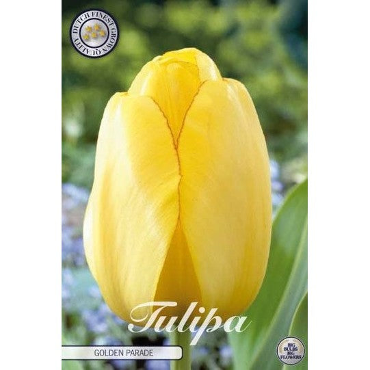Tulpan Golden Parade 10-pack