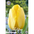 Tulpan Golden Parade 10-pack