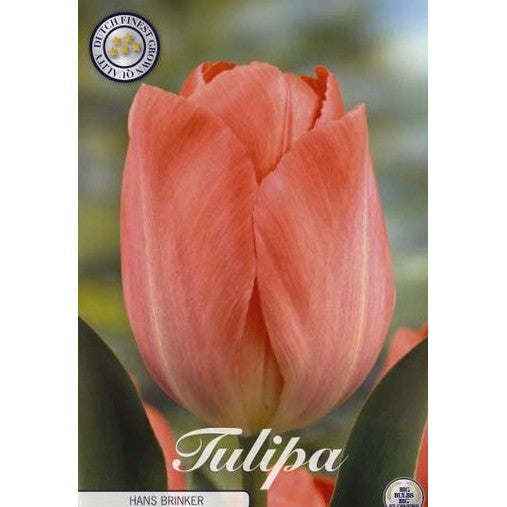 Tulpan Hans Brinker 10-pack