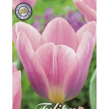 Tulpan Light and Dreamy 7-pack