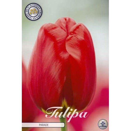 Tulpan Parade 10-pack