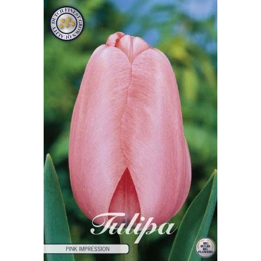Tulpan Pink Impression 10-pack
