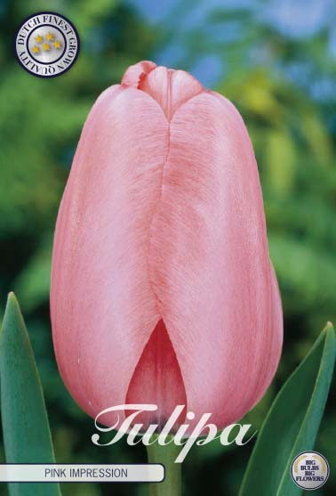 Tulip Pink Impression 10-pak