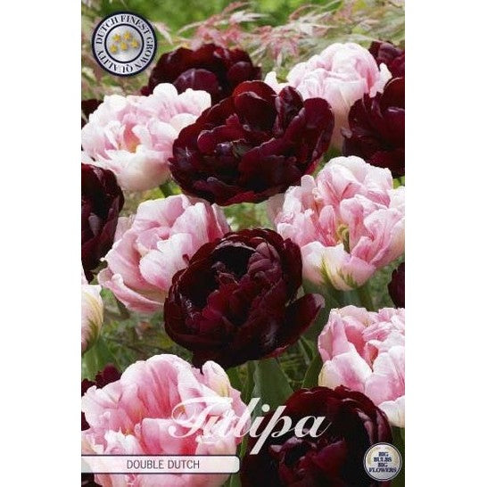 Tulpan Double Dutch 10-pack