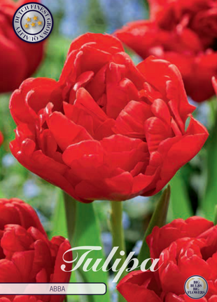 Tulip Abba 7 kpl