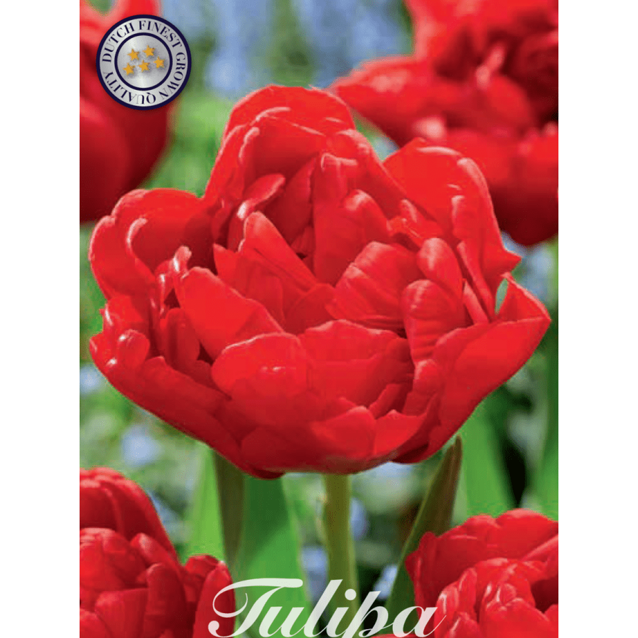 Tulpan Abba 7-pack
