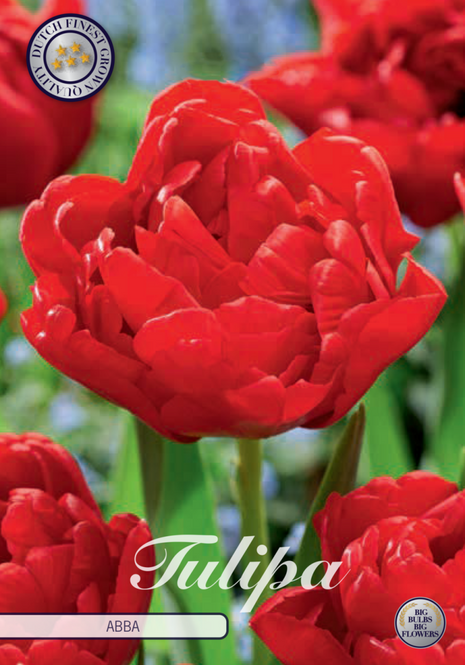 Tulip Abba 7 kpl