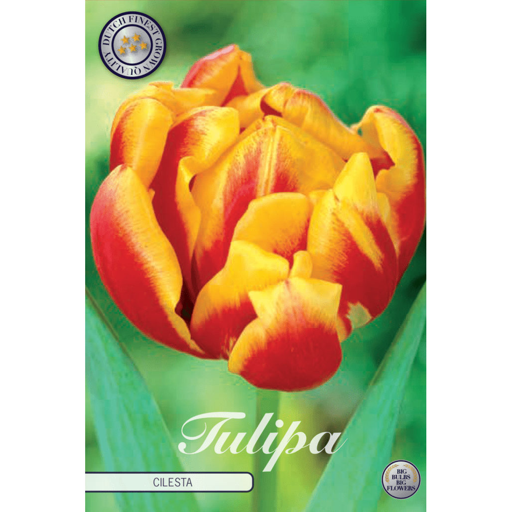 Tulpan Cilesta 7-pack