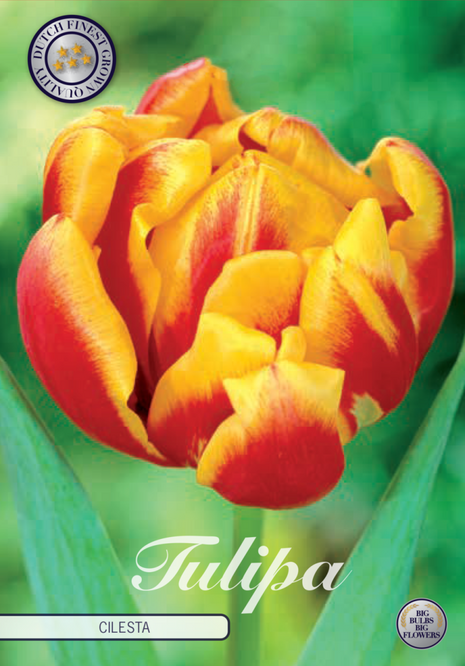 Tulip Cilesta 7-pak