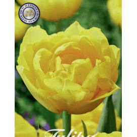 Tulpan 'Marie Jo' 7-pack