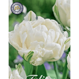 Tulpan Mondial 7-pack