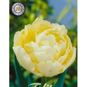 Tulpan 'Verona' 7-pack