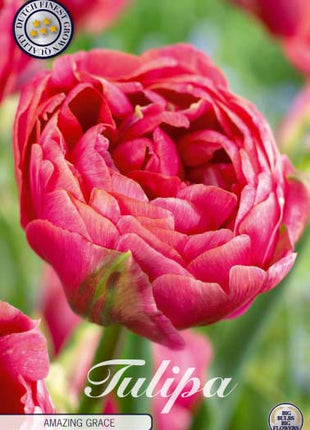 Tulip 'Amazing Grace' 7-pak