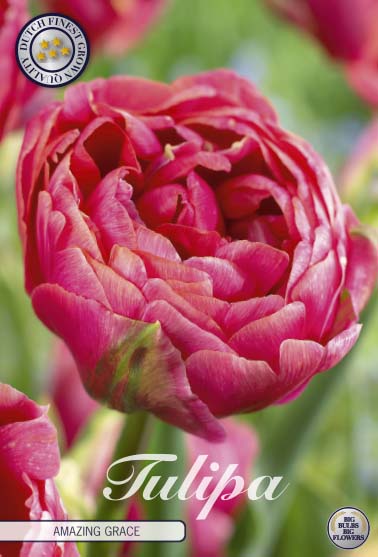 Tulip 'Amazing Grace' 7-pak