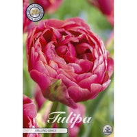 Tulpan 'Amazing Grace' 7-pack