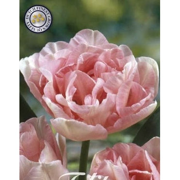 Tulpan Angelique 7-pack