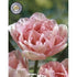 Tulpan Angelique 7-pack