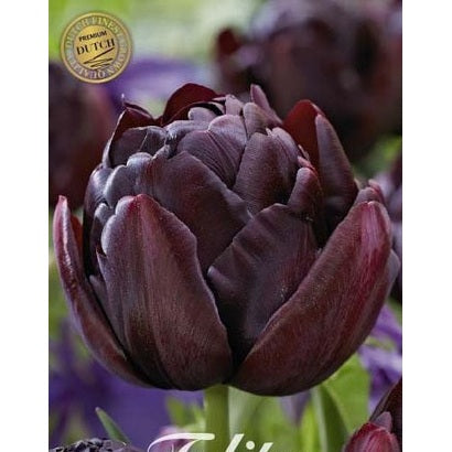 Tulpan Black Hero (premium) 7-pack