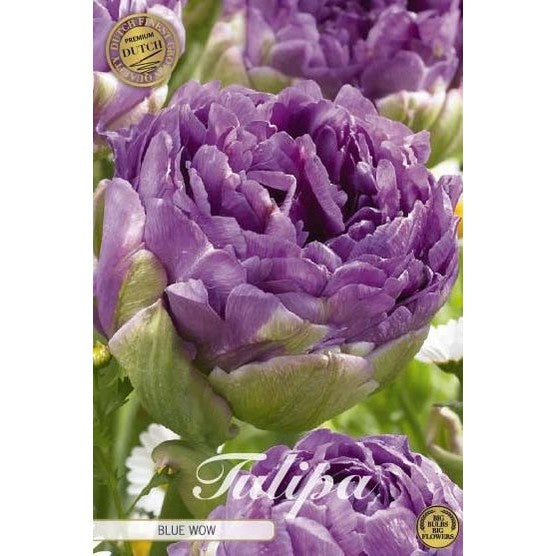Tulpan Blue Wow (premium) 7-pack