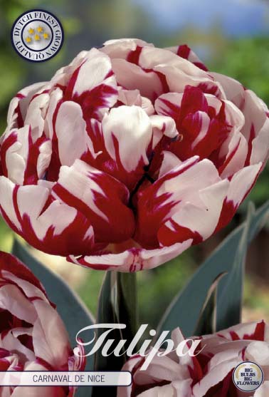 Tulip Carnaval De Nice 7-pak
