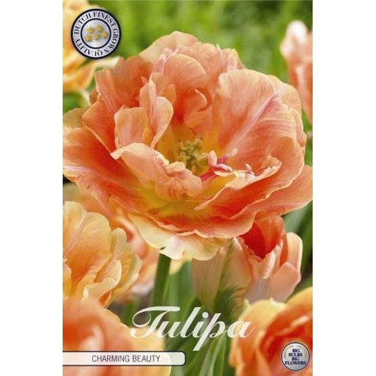 Tulpan 'Charming Beauty' 7-pack