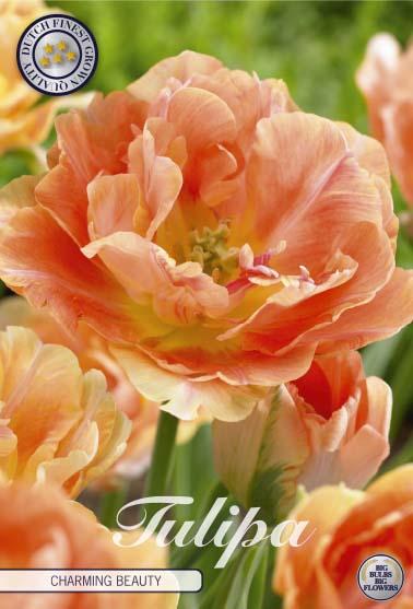 Tulip 'Charming Beauty' 7-pak