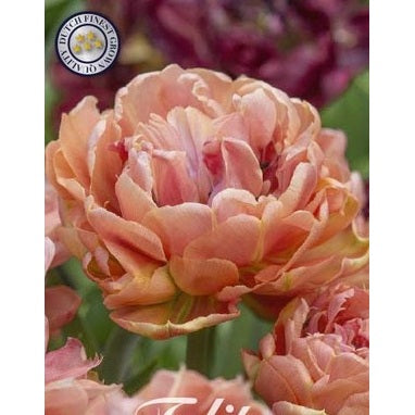 Tulpan Copper Image 7-pack