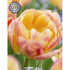 Tulpan Cream Upstar 7-pack