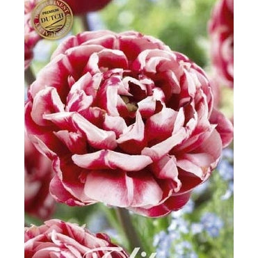 Tulpan Drumline (premium) 7-pack