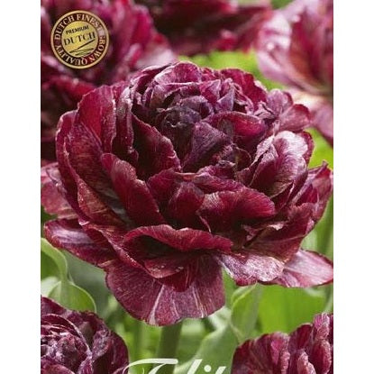 Tulpan Nachtwacht (premium) 5-pack