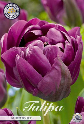 Tulip Negrita Double 7 kpl